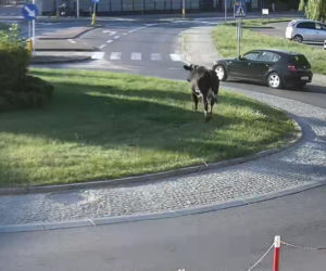 „Moo-żesz to zobaczyć?” Krowa z Żuromina stała się gwiazdą internetu