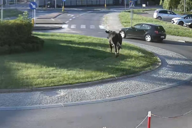 „Moo-żesz to zobaczyć?” Krowa z Żuromina stała się gwiazdą internetu