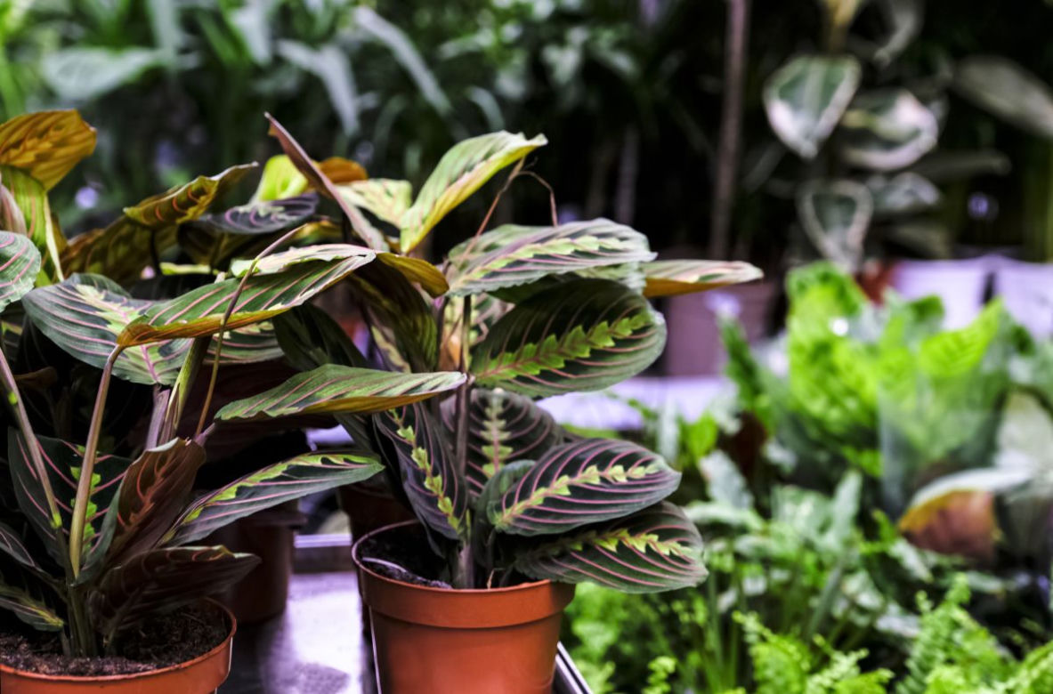 Maranta