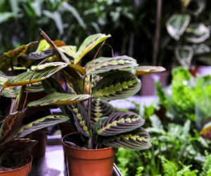 Maranta