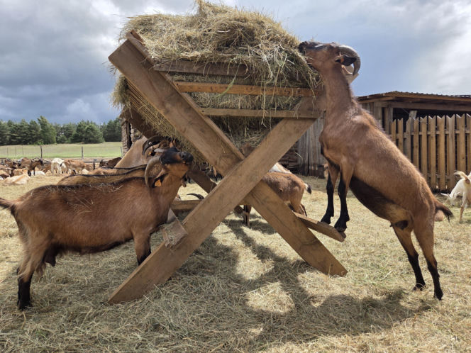 Tam czas płynie wolniej. Odwiedziliśmy Kozią Dolinę i zakochaliśmy się od pierwszego "mee"