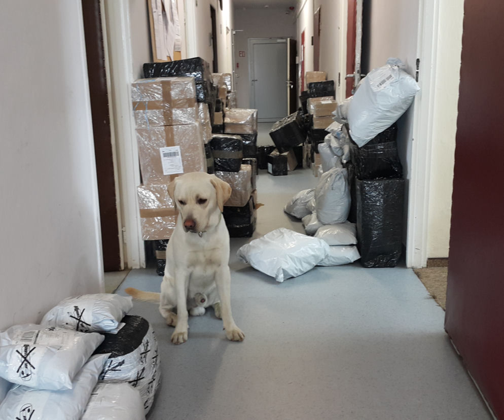 labrador Ares