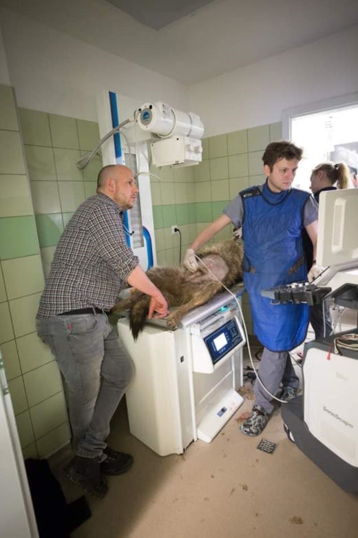 W przemyskiej lecznicy ratowali wilka [ZDJĘCIA]