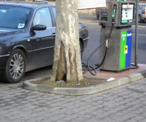 Drzewa w mieście. Ochrona drzew