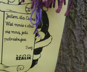 Akcja Szalik dla drzewa w Jaworznie