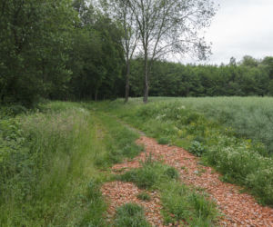 Zabójstwo w Mrowinach