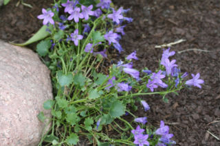 Dzwonek Poszarskiego - Campanula poscharskyana