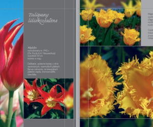 Tulipany