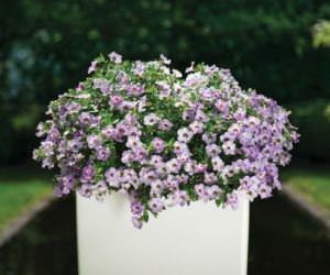 Calibrachoa Chameleon Lavender Sorbet 