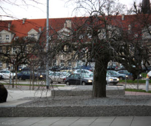 Charakterystyczne drzewko na placu Solidarności
