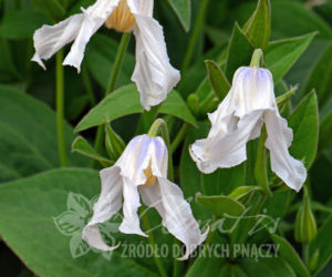 Powojniki - szkółka Clematis