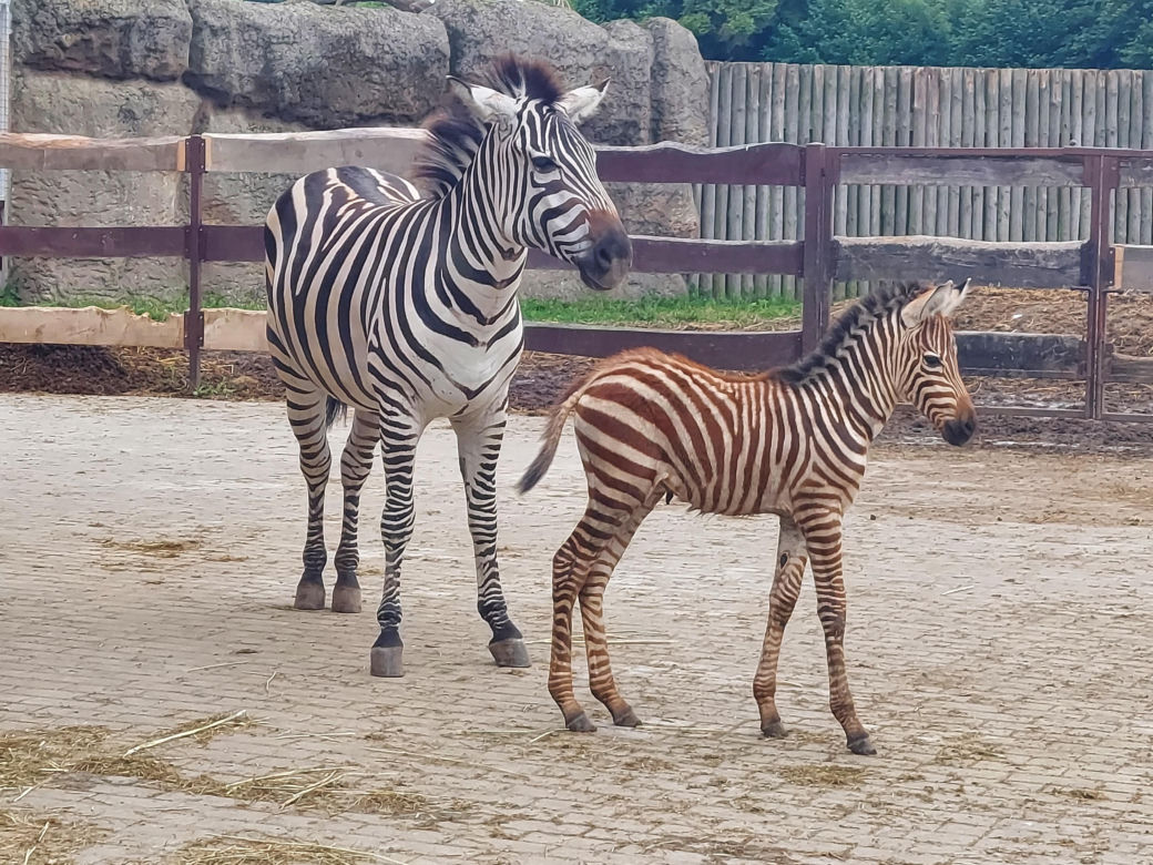 Mała zebra w zamojskim ZOO