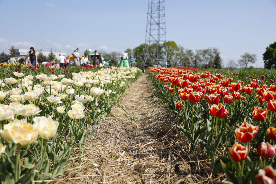 Świto Tulipanów 2025