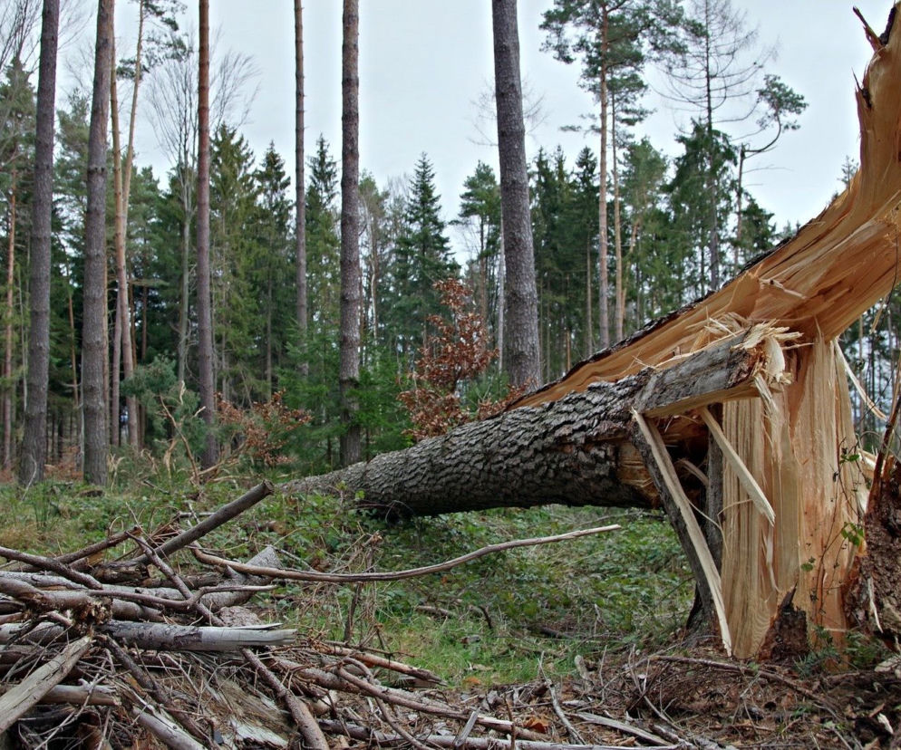 Podkarpacie: WICHURY i gwałtowny wiatr! Ostrzeżenie III stopnia IMGW [POGODA]