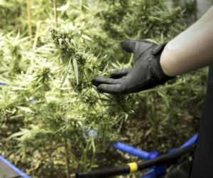 Chińska plantacja marihuany pod Piasecznem: Towar wart 3,5 mln zł!