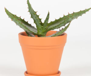 aloes