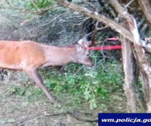 Policjanci pomogli cierpiącym zwierzętom