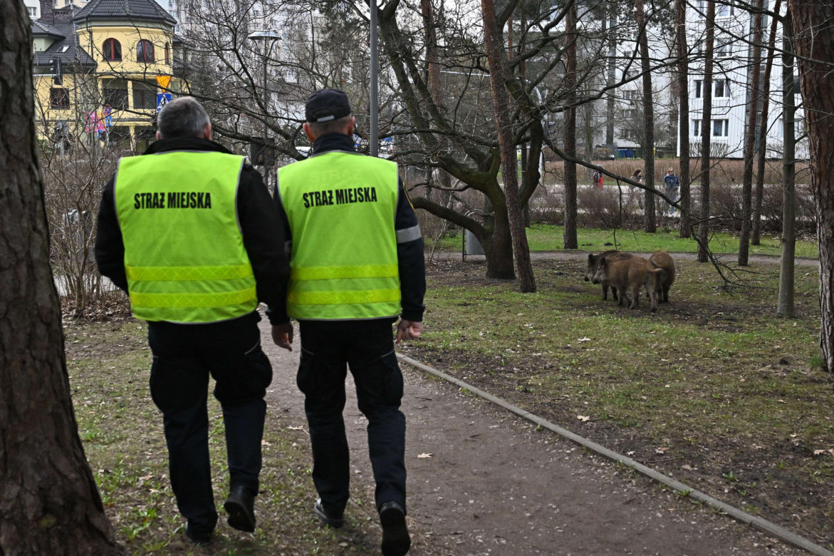  Obława na dziki w Legionowie. Komendant straży miejskiej apeluje: "Nie dokarmiajmy!"