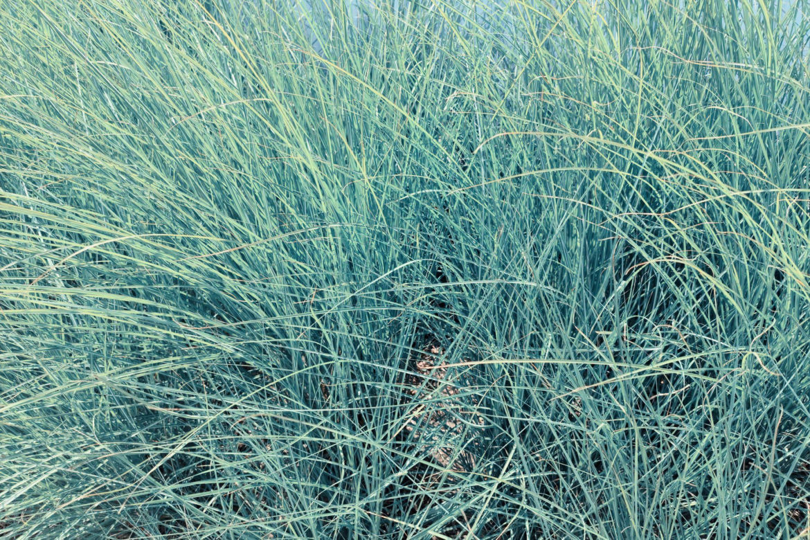 Kostrzewa sina 'Elijah Blue'