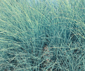 Kostrzewa sina 'Elijah Blue'