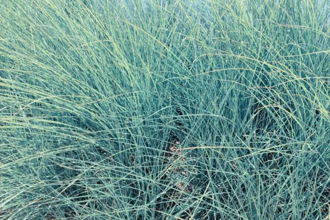 Kostrzewa sina 'Elijah Blue'