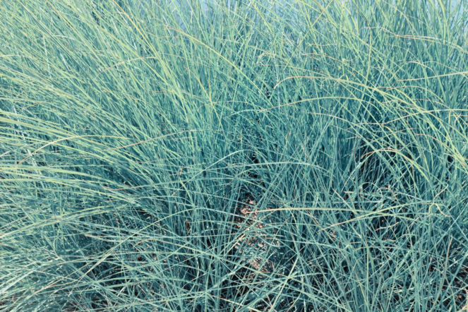 Kostrzewa sina 'Elijah Blue'