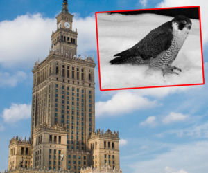 Nie żyje sokolica Giga! Mieszkała w samym sercu stolicy 