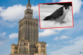 Nie żyje sokolica Giga! Mieszkała w samym sercu stolicy 