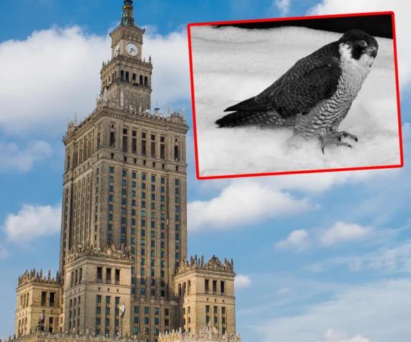 Nie żyje Giga! Mieszkała w samym sercu stolicy 