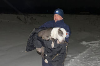 Leżał zziębnięty na zaśnieżonym polu. Policjanci uratowali zaginionego psa