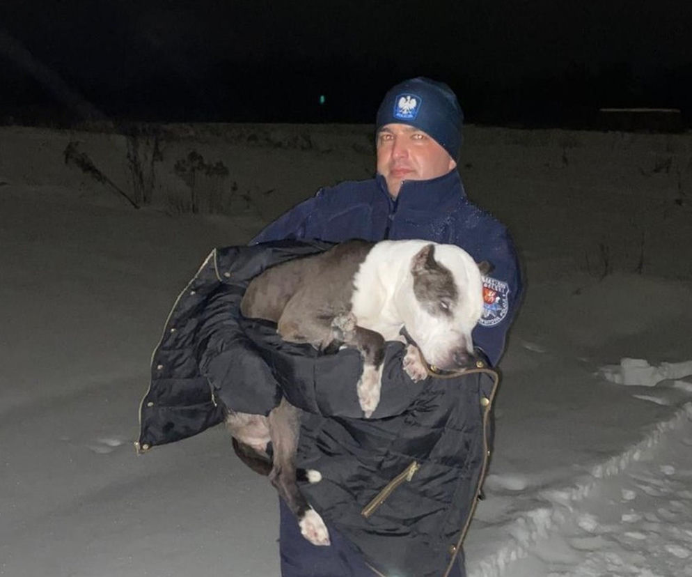 Leżał zziębnięty na zaśnieżonym polu. Mundurowi ruszyli na ratunek