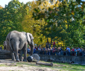 Najlepsze ogrody zoologiczne w Polsce [ZDJĘCIA]