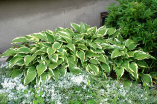 Funkia falista 'Albomarginata' - Hosta undulata 'Albomarginata'