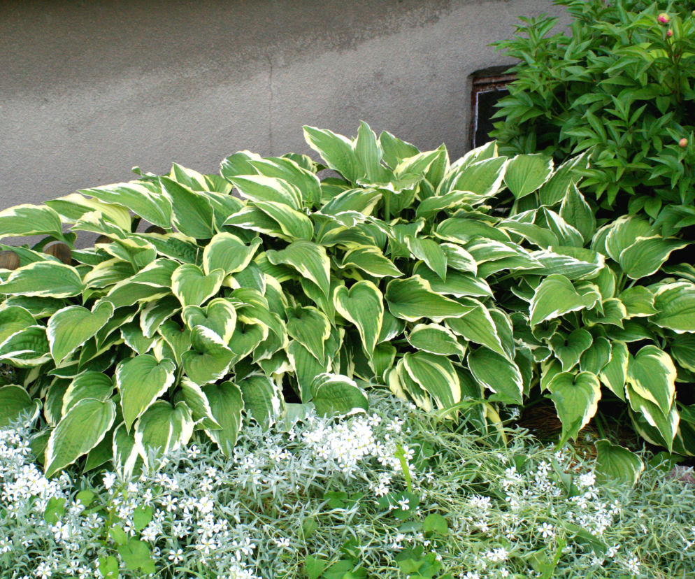Funkia falista 'Albomarginata'