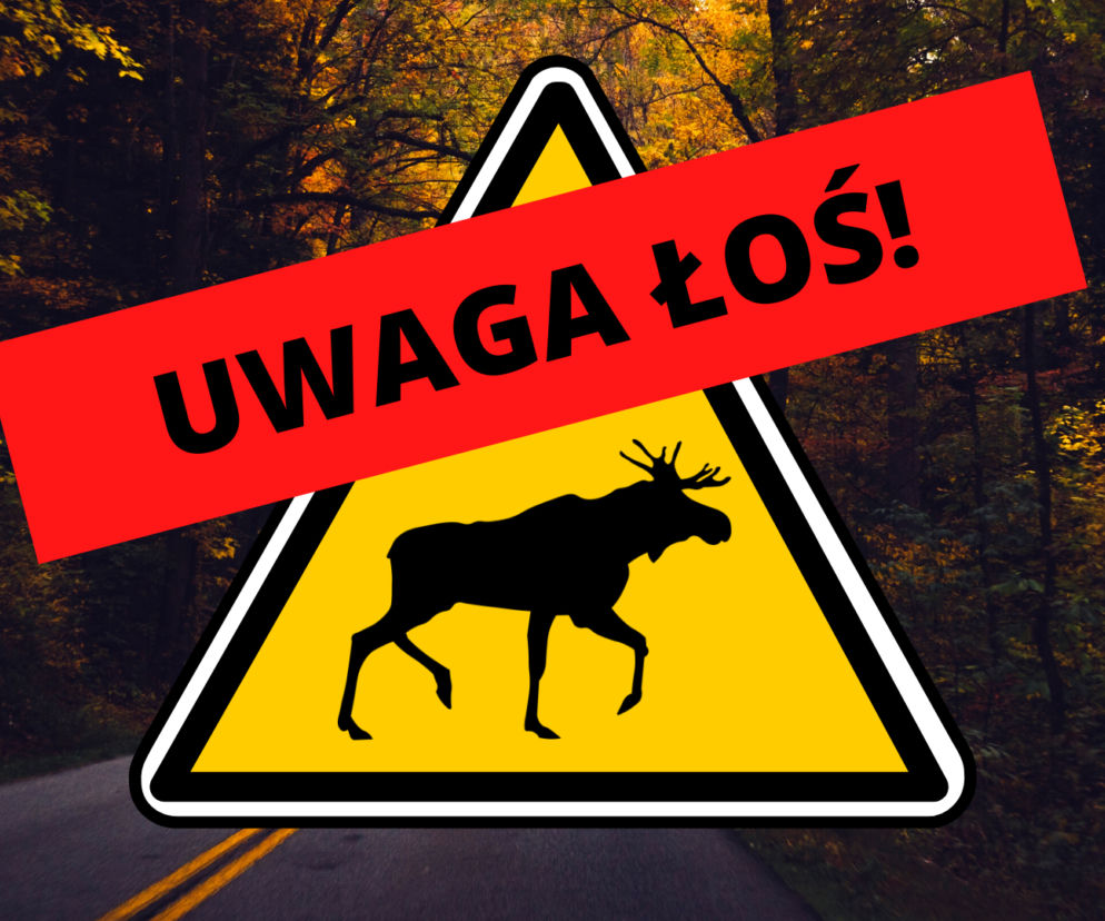 Uwaga na łosie