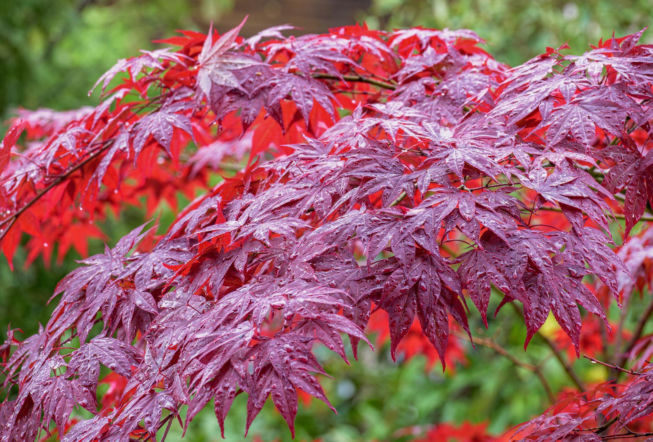 Klon palmowy ‘Atropurpureum’