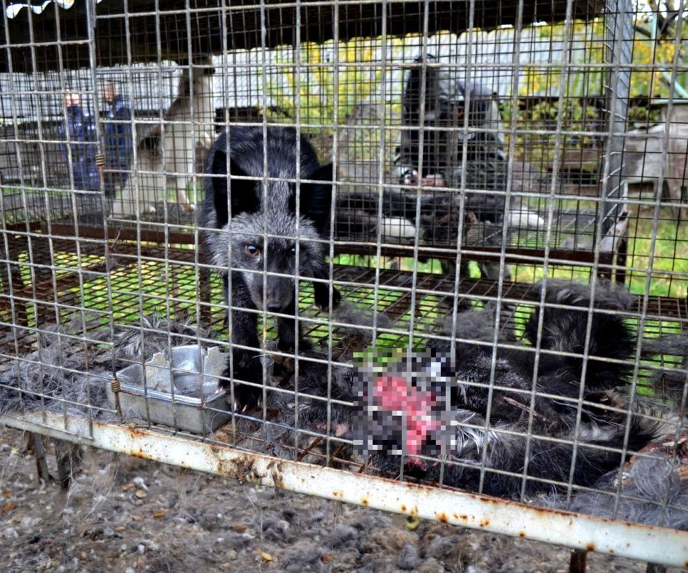 HORROR na fermie lisów pod Krotoszynem! Wycieńczone zwierzęta ZJADAŁY siebie nawzajem 