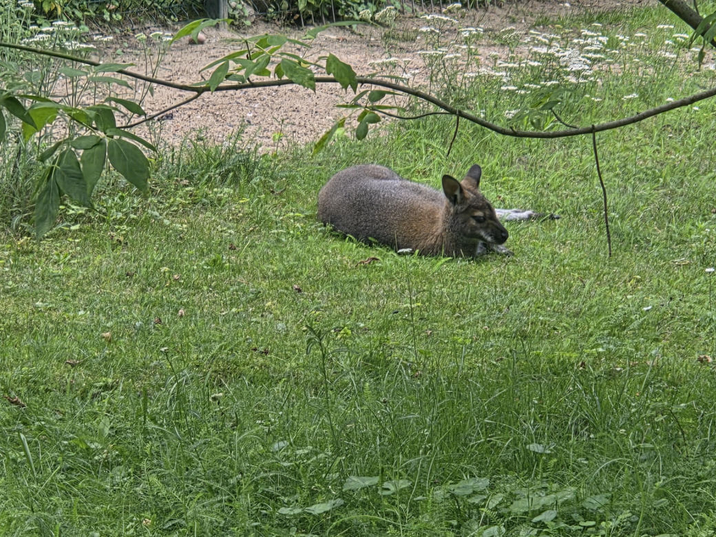 Zaglądamy do mieszkańców bydgoskiego ZOO. Kto mieszka w sercu Myślęcinka?
