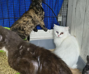 Piekło za zamkniętymi drzwiami. 18 zwierząt żyło wśród robactwa i śmieci!