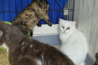 Piekło za zamkniętymi drzwiami. 18 zwierząt żyło wśród robactwa i śmieci!