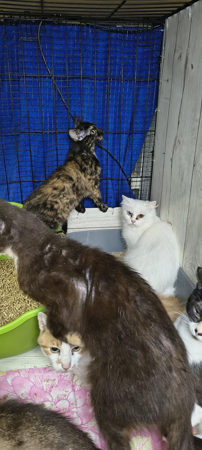 Piekło za zamkniętymi drzwiami. 18 zwierząt żyło wśród robactwa i śmieci!