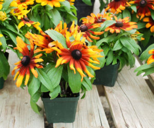Rudbekia owłosiona