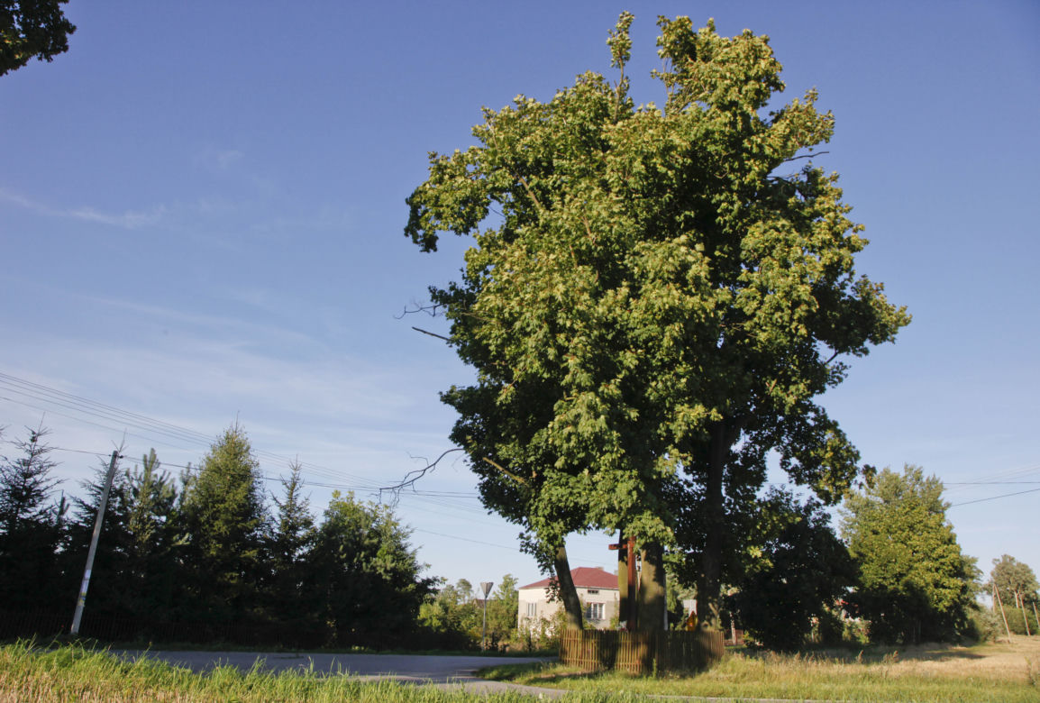 drzewo, dąb 