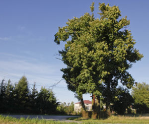 drzewo, dąb 