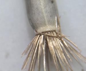 Nasiona z Maciejowa po locie w kosmos