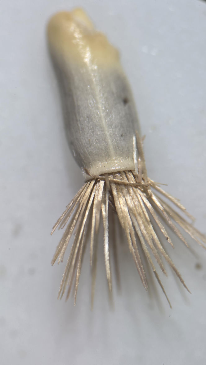 Nasiona z Maciejowa po locie w kosmos