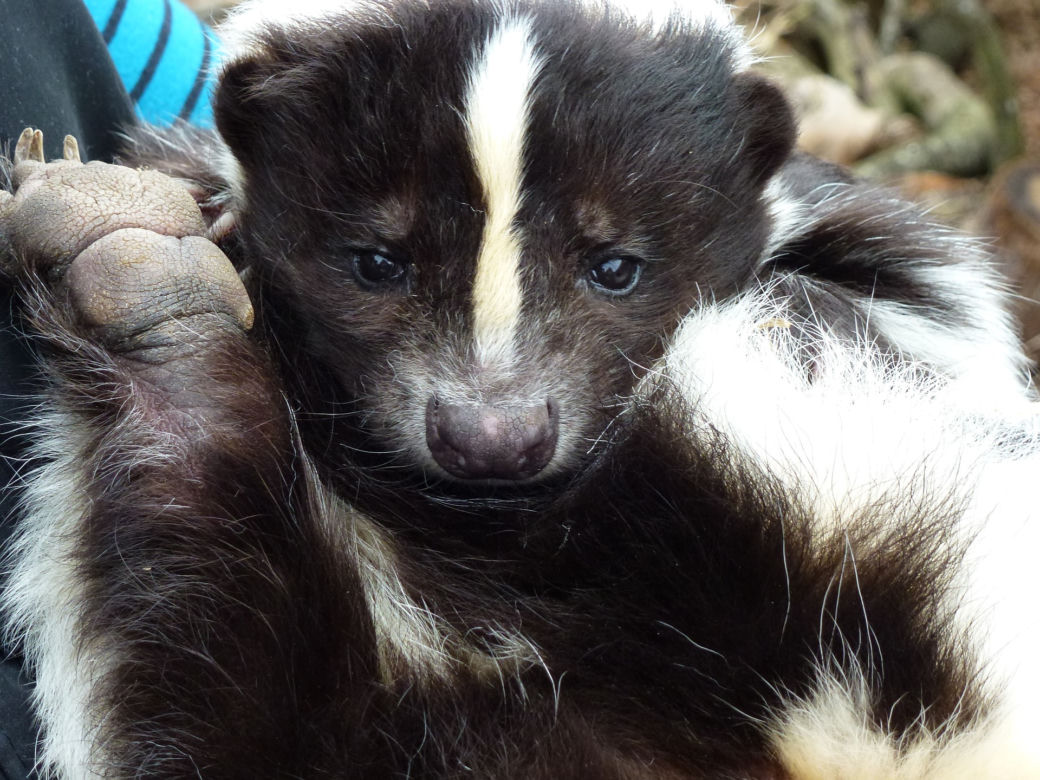 Skunks