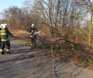 Płock. O krok od tragedii! Na drogę spadło drzewo podgryzione przez bobry! [ZDJĘCIA]