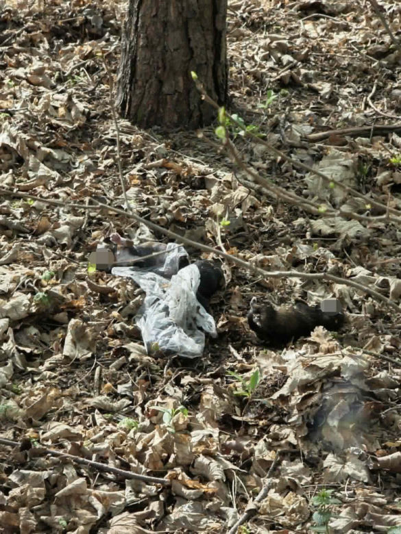 Martwe szczeniaki znalezione pod Warszawą