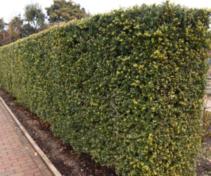 Ostrokrzew karbowanolistny